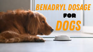 For most dogs, the appropriate dosage of benadryl is perfectly safe. Benadryl Dosage For Dogs Guide Youtube