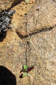 Image result for Wahlenbergia androsacea