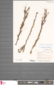 Image result for Habenaria gonatosiphon