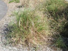 Image result for Themeda