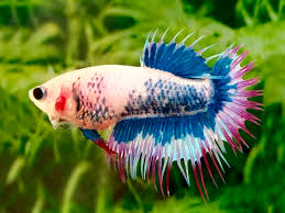 Crowntail is a unique betta fish. Crowntail Betta Female Diapteron Shop