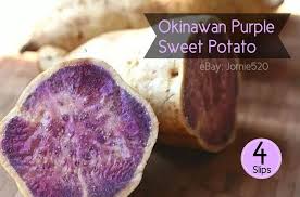 Rare Okinawan Purple Sweet Potato Slips Plant Starter 3 1free Organic Non Gmo Sweet Potato Slips Purple Sweet Potatoes Sweet Potato
