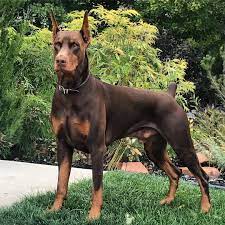 Doberman Dobermanpinscher Dog Dogsofinstagram Dogs Dobie Dobermansofinstagram Dobermanpride Dobe Doberman Pinscher Dog Doberman Pinscher Doberman Dogs