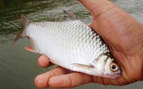 Karena memang ikan yang satu racikan umpan ikan mas terbaik buatan sendiri. 15 Rekomendasi Umpan Ikan Putihan Di Sungai Paling Jitu