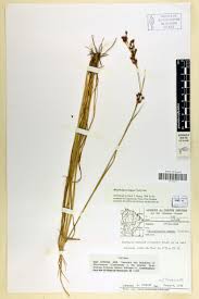 Image result for Rhynchospora rugosa