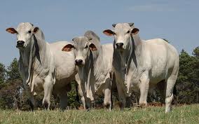 It is also the symbol of our singular focus on producing one of the world's most exceptional brahman herds. Brahman Bull 1080p 2k 4k 5k Hd Wallpapers Free Download Wallpaper Flare