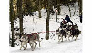 Le prix pour lequel ils concourent, lui, est comparable à celui des courses les plus prestigieuses au monde. La Bresse Loisirs Balade En Chiens De Traineau Dans Les Vosges