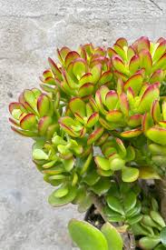 Image result for Crassula zombensis