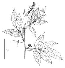 Image result for Paullinia pinnata