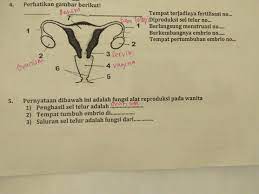 Tempat Tumbuhnya Embrio Diproduksi Sel Telur Di Terjadinya Fetilisasi Dimana Saluran Keluar Brainly Co Id
