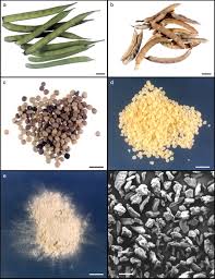 Image result for Cyamopsis