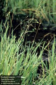 Image result for Cyphia lasiandra