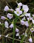 Cuckoo Flower, Cardamine pratensis - Flowers - NatureGate