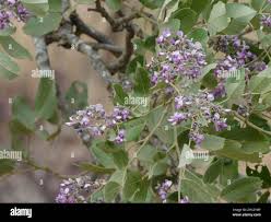 Image result for Philenoptera