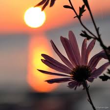 Résultat de recherche d'images pour "l'aube"