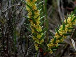 Image result for Clutia