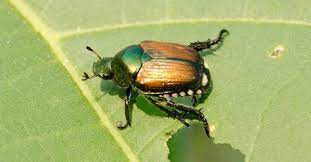 How To Protect Your Trees And Shrubs From Japanese Beetle Damage Japanese Beetles Beetle Garden Pests
