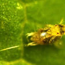 Image result for spotted spider mite