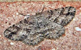 Image result for Dysphania procera