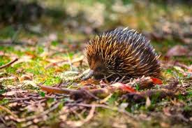 Warm Your Heart With Videos Of Echidna Love Trains Echidna Pet Platypus Funny Animal Videos