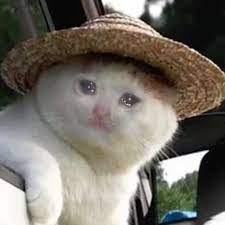 Pin On Sad Cats