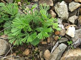 Image result for Actiniopteris radiata