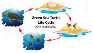 Green Sea Turtle Life Cycle Illustration Royalty Free Cliparts Vectors And Stock Illustration Image 109197913