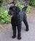 Black Newborn Labradoodle Puppy