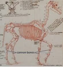 All of that cutting works best if the bones are frozen solid before cutting them. The Versatile Cannon Bone What Is It About Bone