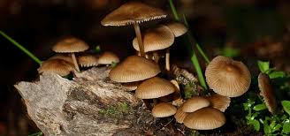An easy to use unity 3d library for creating illustrated interactive fiction games and more. Why Fungi Matter Grow Wild