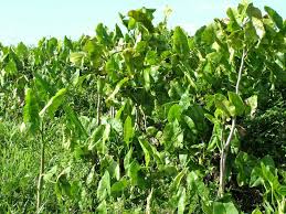 Image result for Montrichardia