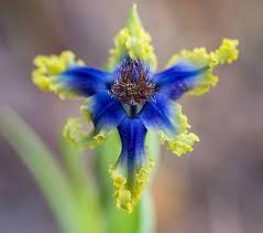 Image result for Ferraria