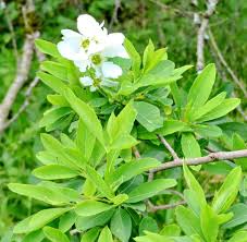 Image result for Exochorda
