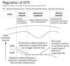 Acute Kidney Injury Aki Mcmaster Pathophysiology Review