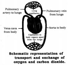 Life Processes Class 10 Notes Science Chapter 6 Learn Cbse In 2020 Science Notes Human Digestive System Anaerobic Respiration