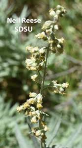 Image result for Artemisia sp.no.1