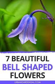 7 Beautiful Bell Shaped Flowers Perrenial Flowers Garden Flowers Perennials Flowers Perennials