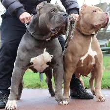 pin ot polzovatelya lahela way na doske pets pitbulterer pitbul sobaki pitbul