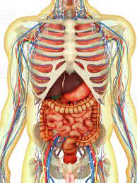 Organs outside of the rib cage may also cause pain that feels like it arises in the rib cage. Transparent Human Body With Internal Organs Nervous System Lymphatic System And Circulatory System Stock Photo Dissolve