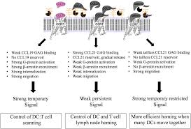 Ccr7 inhibits cxcr4 responsiveness during b cell development. Frontiers Differential Ccr7 Targeting In Dendritic Cells By Three Naturally Occurring Cc Chemokines Immunology