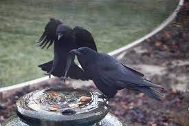 He showed me some videos of how to do this with do you have any other suggestions for keeping squirrels out of your garden? How To Keep Crows From Monopolizing The Birdbath