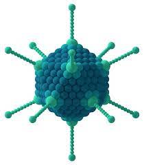 Semin respir crit care med. File Adenovirus 3d Schematic Png Wikipedia