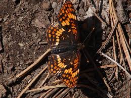 Image result for Chrysochloa hubbardiana