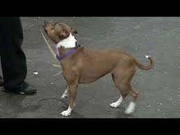 Maybe you would like to learn more about one of these? Dog Breed Video Staffordshire Bull Terrier Youtube