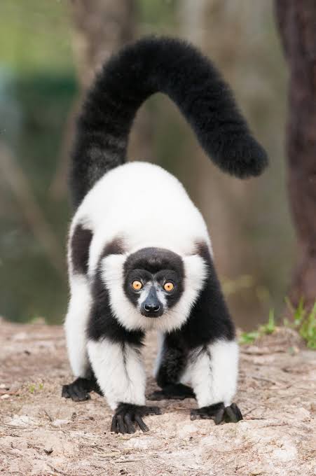 black and white ruffed lemur facts