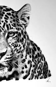 Black And White Cheetah Drawing This Is A Drawing Of My First Tiger Which Is What I Think One Of The Most Beautiful Animals In The World Like The C Leopard Art Amur Leopard Leopard Drawing