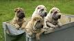 Shar Pei - Wikipedia