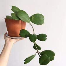 How to tell if your hoya kerrii is happy. Guide Hoya Kerrii Leaf And Paw