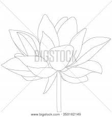 When it gets too hot to play outside, these summer printables of beaches, fish, flowers, and more will keep kids entertained. Water Lily Lotus Vector Photo Free Trial Bigstock