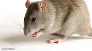 Penyakit kencing tikus atau nama sainsnya leptospirosis ialah penyakit berjangkit disebabkan bakteria leptospira yang. Kenali 5 Penyakit Berbahaya Yang Berasal Dari Tikus Health Liputan6 Com